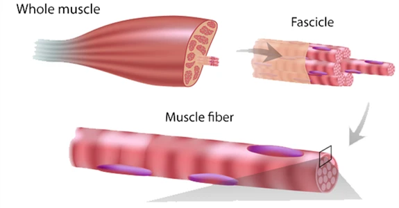 Bovine Serum Albumin Used For Muscle Growth and Repair