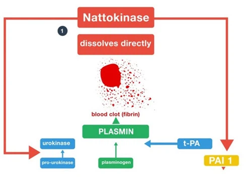 Mechanism-of-Action-Nattokinase Mechanism-of-Action-Nattokinase