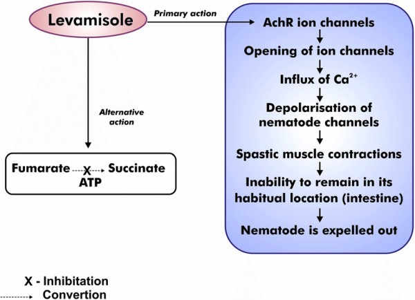 Tetramisole powder mechainism Tetramisole powder mechainism