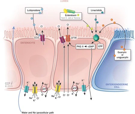 Lubiprostone powder mechanism Lubiprostone powder mechanism
