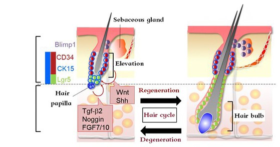 What are the functions of Decapeptide-25 What are the functions of Decapeptide-25
