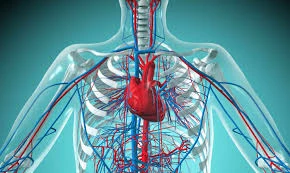 Cardiovascular